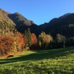 vita autunnale in un bosco di montagna con larici colorati